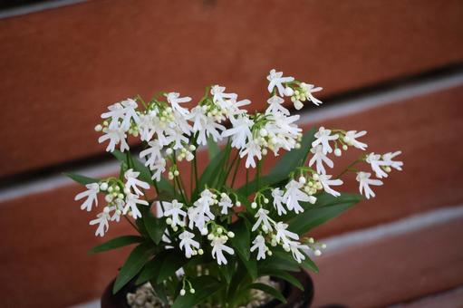 植木鉢の白いエノモトチドリの花のアップ 植木鉢の白いエノモトチドリの花のアップの写真