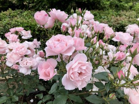 気品あるピンクの薔薇2 気品あるピンクの薔薇2 薔薇,ピンクの薔薇,ピンクの写真素材