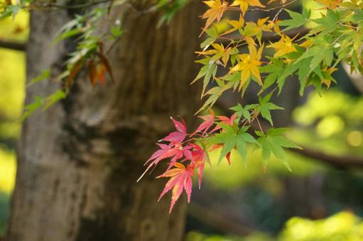 緑から赤へ移ろう秋のもみじ 紅葉,もみじ,秋の写真素材