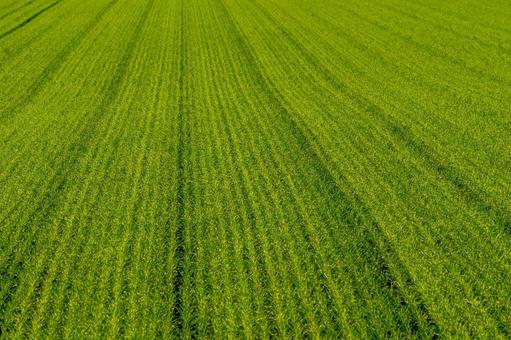 大地に描かれた秋まき麦のコントラスト 麦畑,秋まき麦,耕作地の写真素材