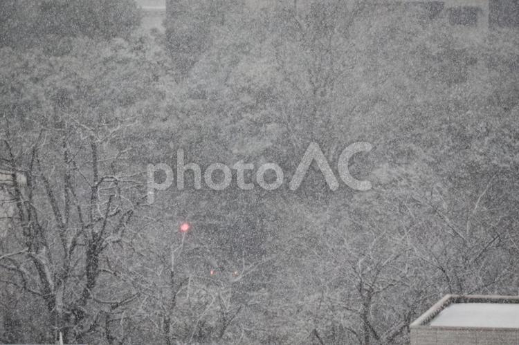 2022年、東京都内にはじめての雪が降り、木々にも雪が積もり始めた 東京,都内,初雪の写真素材