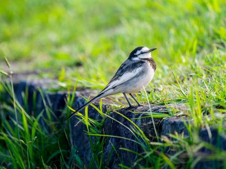 地面を歩くハクセキレイの写真