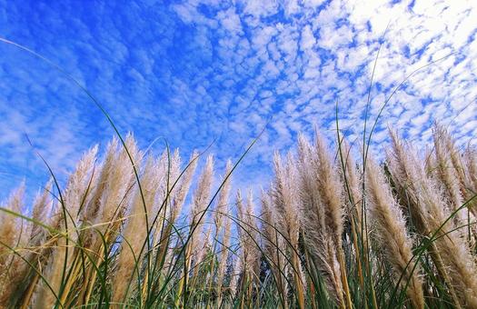 パンパスグラスと秋空 パンパスグラスと秋空 パンパスグラス,イネ科,秋の写真素材