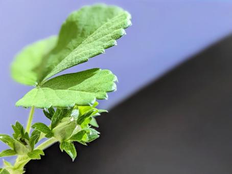 庭を彩る春の植物壁紙 庭を彩る春の植物壁紙の写真