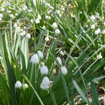 Photo, flower, snowflake, white flowers, 