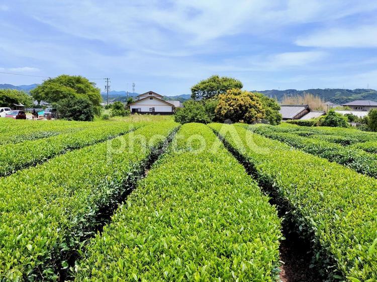 茶どころ静岡県周智郡森町の茶畑 茶畑,茶所,静岡県の写真素材