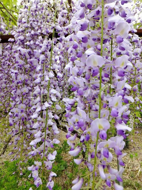 ＜千葉県＞木積の藤棚 藤棚,木積の藤棚,おせん様のふじ祭の写真素材