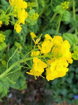 花 菜の花 202202 (2) 花 菜の花 202202 (2)の写真