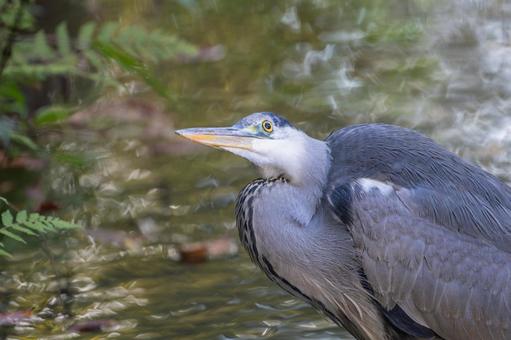 アオサギのアップ アオサギのアップ サギ,アオサギ,野鳥の写真素材