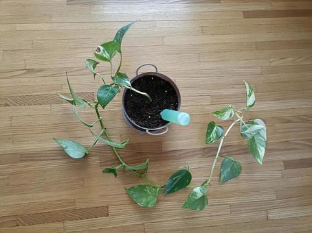 観葉植物のポトス ポトス,観葉植物,一本の写真素材