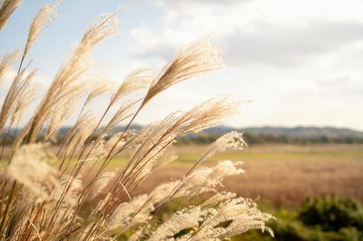 草原に背景にススキの写真