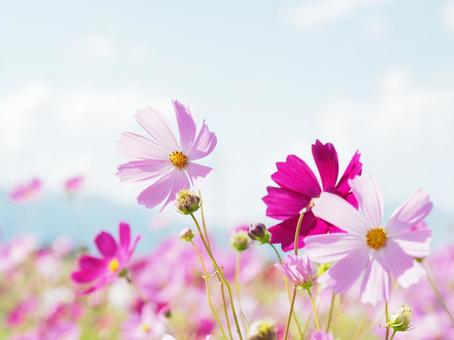 コスモス畑 コスモス畑 コスモス,秋,花の写真素材