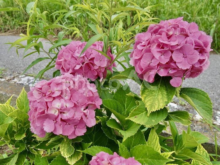梅雨空の下咲くピンクの紫陽花 あじさい,紫陽花,アジサイの写真素材