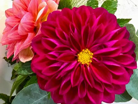 あざやかなダリア あざやかなダリア ダリア,花,アップの写真素材