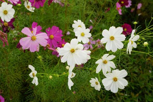 コスモス コスモス,秋,花の写真素材