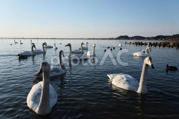 茨城県潮来市水原　白鳥の里（北浦湖岸） 白鳥の里,白鳥,北浦の写真素材