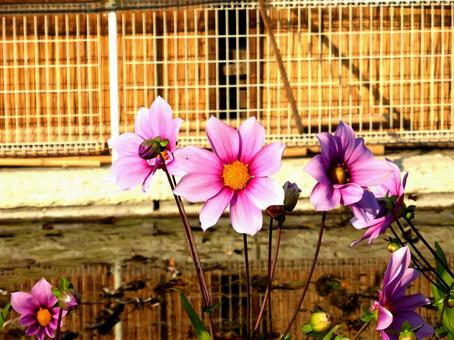 大船FCの社屋前花壇に咲くコスモス コスモス,花,植物の写真素材