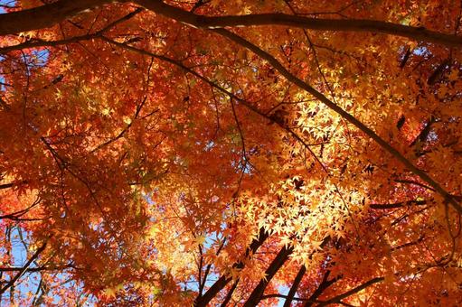 オレンジ色の紅葉 秋の風景 オレンジ色の紅葉 秋の風景 紅葉,オレンジ色,もみじの写真素材