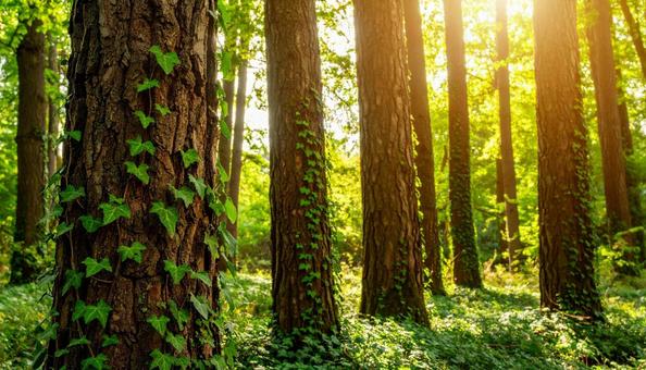樹皮の粗い木の幹に沿って絡みつくツタ植物 樹皮の粗い木の幹に沿って絡みつくツタ植物の写真