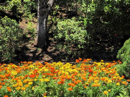 公園のマリーゴールド(江戸川区・南葛西) 公園のマリーゴールド(江戸川区・南葛西) 夏,マリーゴールド,フラワーガーデンの写真素材