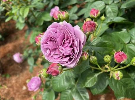 Photo, rose, old furukawa garden, light purple, 