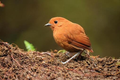 クリイロジアリドリ クリイロジアリドリ,野鳥,小鳥の写真素材