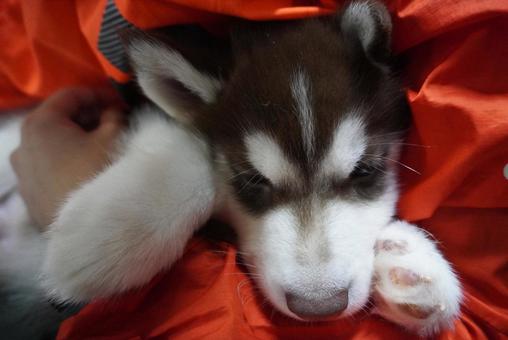 抱かれるアラスカンマラミュートの赤ちゃん アラスカンマラミュート,子犬,犬の写真素材