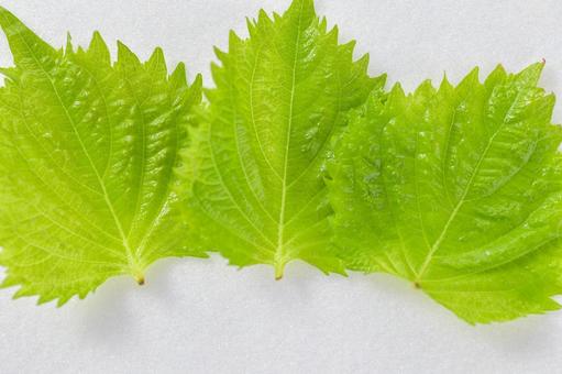 フレッシュな大葉/青じそのイメージ素材 フレッシュな大葉/青じそのイメージ素材 大葉,青じそ,しその写真素材