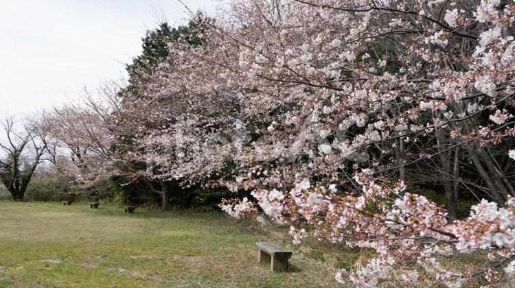 桜とベンチ 桜,ベンチ,椅子の写真素材
