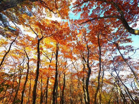 紅葉(雁田山) 紅葉(雁田山) 紅葉,黄葉,もみじの写真素材