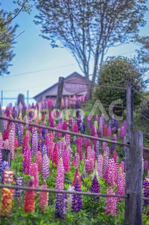 栃木県鹿沼市花木センターのルピナス畑 栃木県,鹿沼市,ルピナスの写真素材