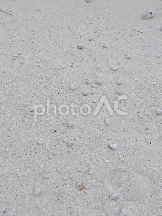 ヒロベソカタマイマイ ヒロベソカタマイマイ,カタツムリ,絶滅種の写真素材