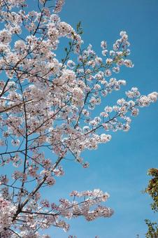 桜 桜,広島市,春の写真素材