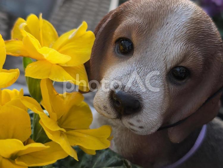 黄色の花と犬の置物 犬の置物,ポリアンサ,ポリアンの写真素材