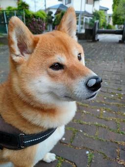 鼻に桜の花びらを付けてる柴犬くるみ! 鼻に桜の花びらを付けてる柴犬くるみ! 犬,柴犬,shibainuの写真素材
