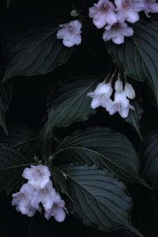 Flower Flowerの写真