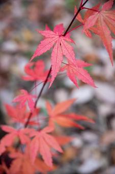 紅葉 紅葉の写真