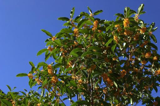 青空と金木犀の写真