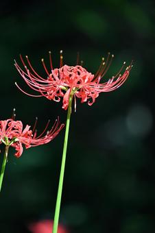 東香山大乘寺 緑,日本,屋外の写真素材