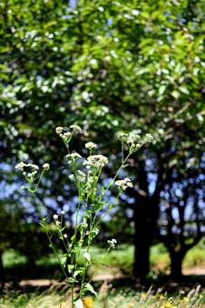 White wildflowers, refreshing summer feeling, JPG