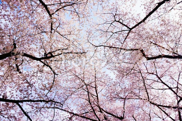 桜の木 桜,ソメイヨシノ,木々の写真素材