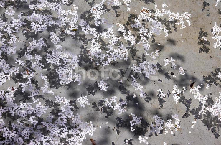 水面に浮かぶ桜の花びらの背景画像 春,背景,さくらの写真素材