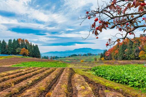 秋の山里の畑と実る柿の木 秋,柿,木の写真素材