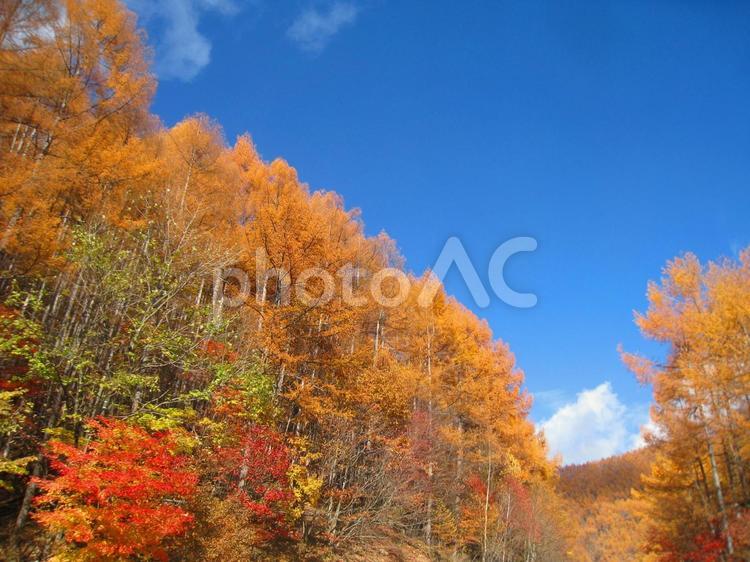 南アルプス鳥倉林道終点付近からの紅葉 紅葉,山,登山の写真素材