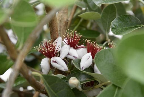 フェイジョアの花1の写真
