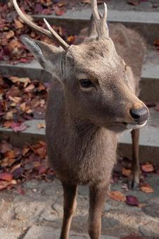 階段を降りてきたシカ 階段を降りてきたシカの写真