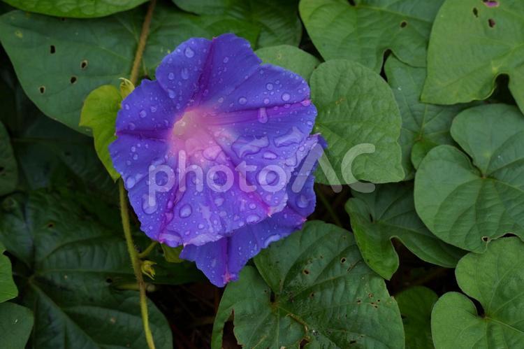 雨に濡れたアサガオ 青色,朝,花びらの写真素材