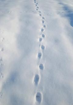 雪の上についた動物の足跡 あしあと,雪,動物の写真素材