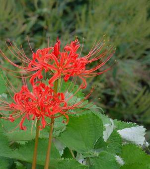 曼珠沙華のクローズアップと余白 曼珠沙華のクローズアップと余白 彼岸花,曼珠沙華,花の写真素材