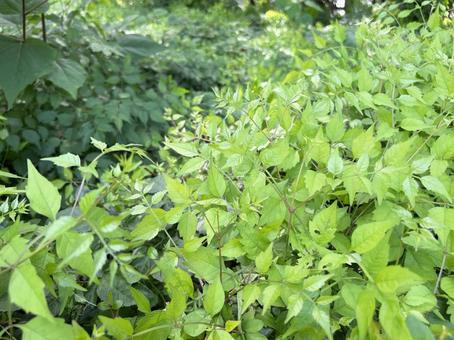 A cluster of green leaves in the sunlight, JPG